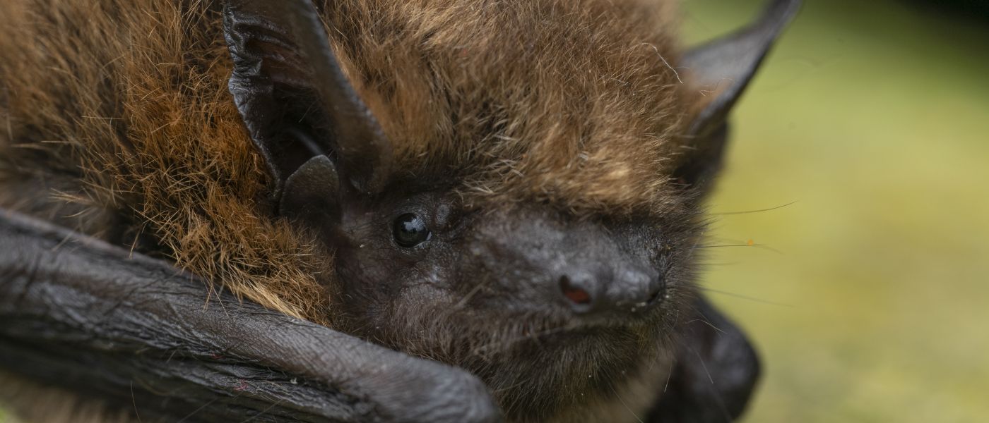 Gewone dwergvleermuis (bron: Johann Prescher)