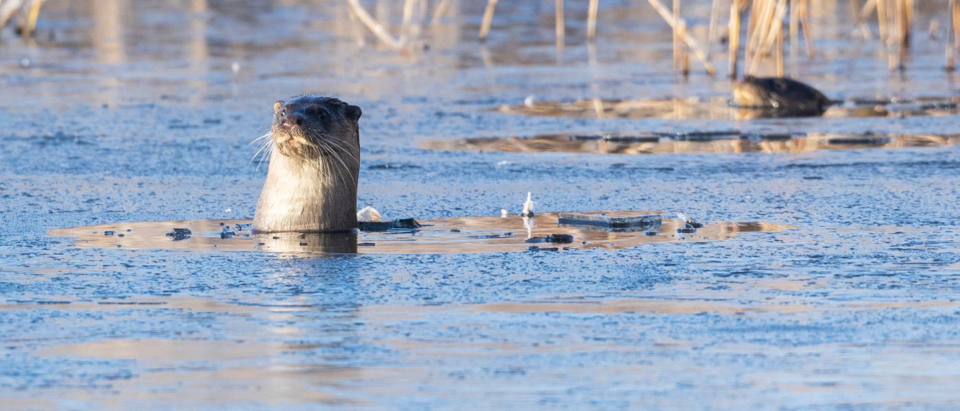 Otter (bron: Johann Prescher)