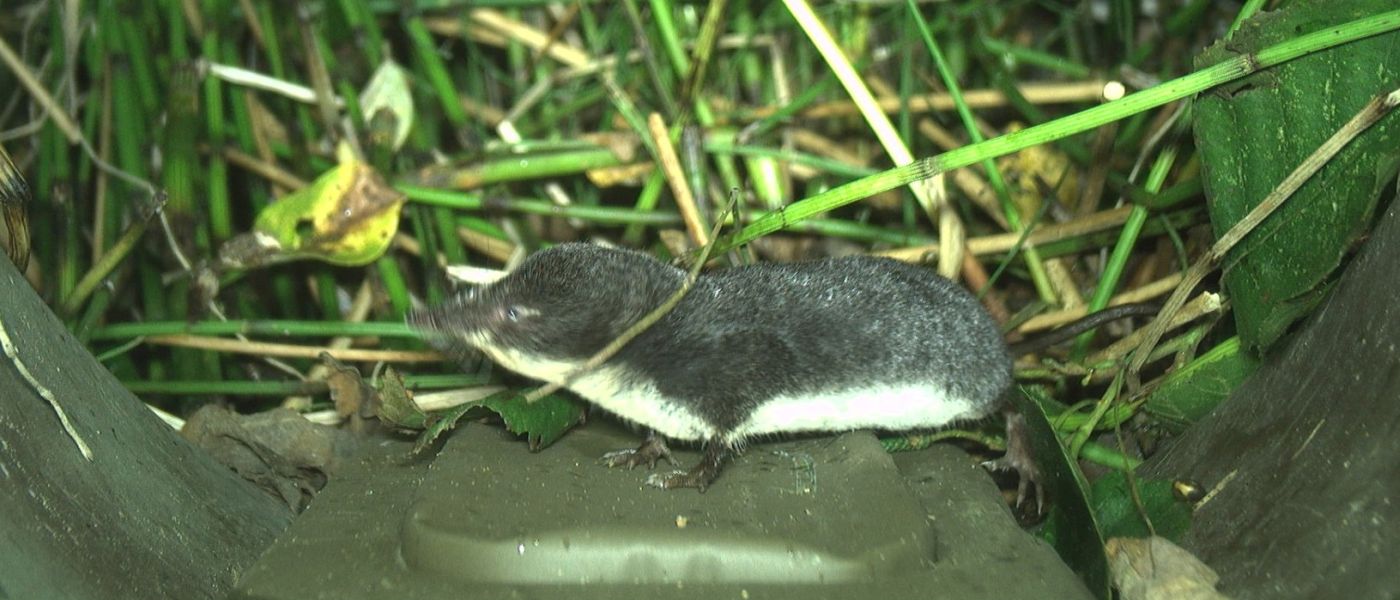 Waterspitsmuis op de Struikrover® (bron: Matthijs Smaal)