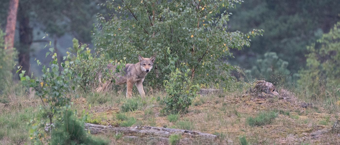 Wolvenwelp (bron: Alex en Annette Hagenbeek)