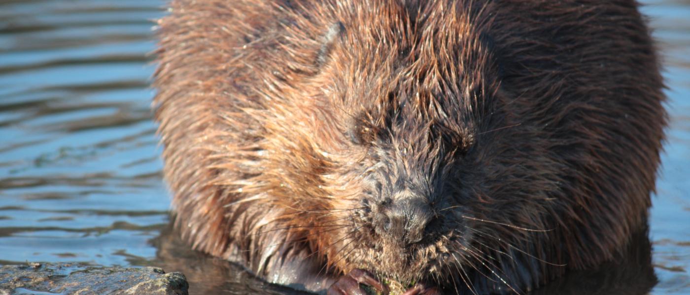 Bever (© Maaike Plomp)