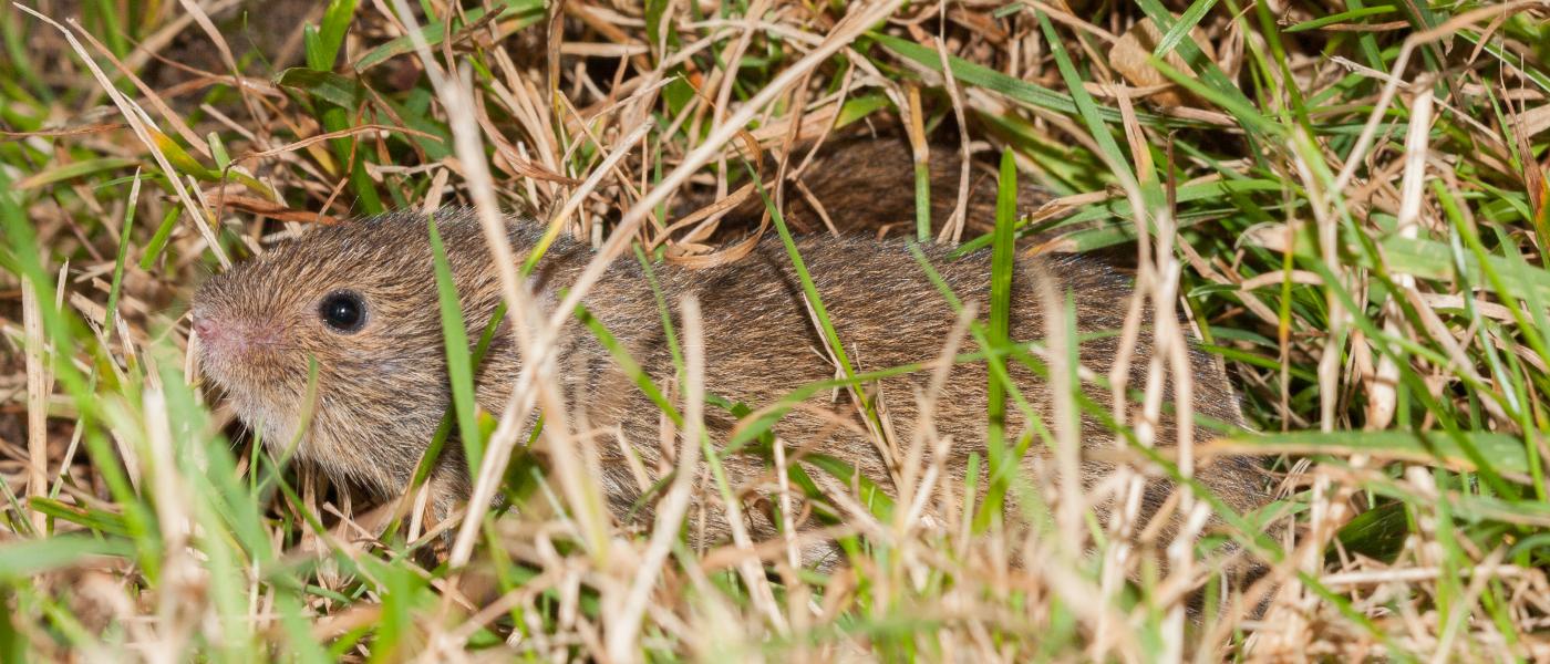 Veldmuis (© Wesley Overman)
