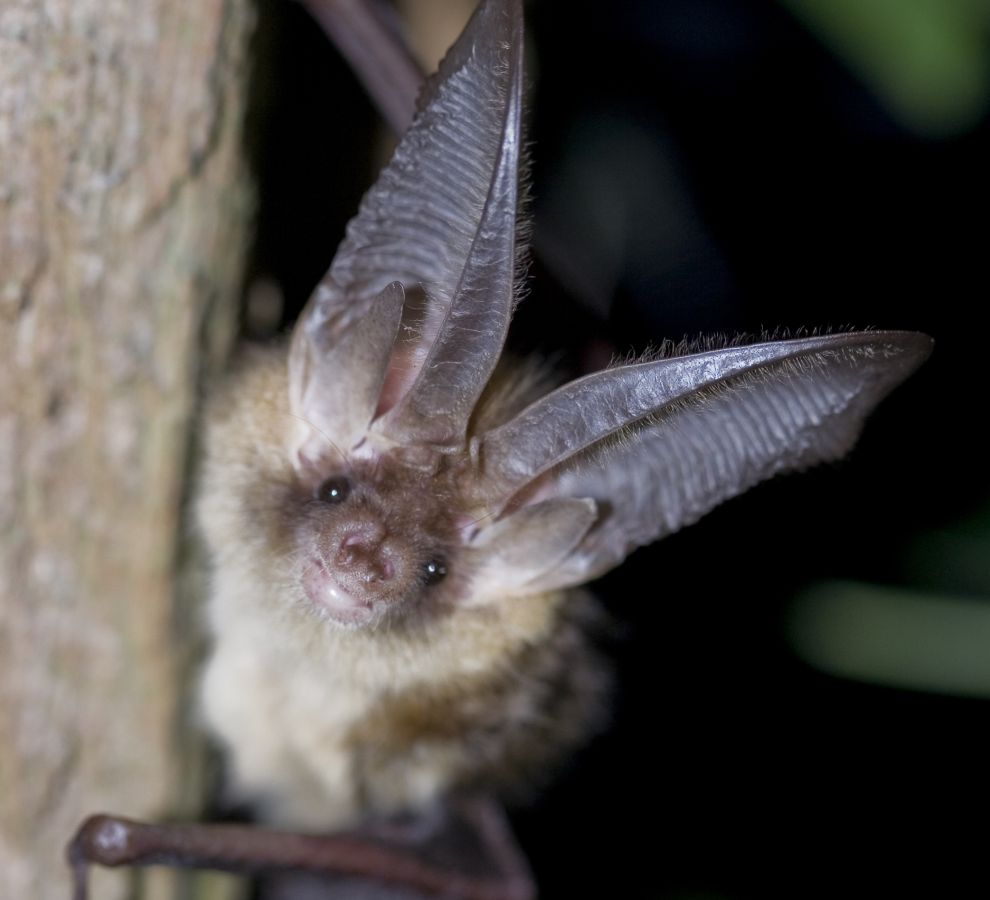 Gewone grootoorvleermuis (© Wesley Overman)