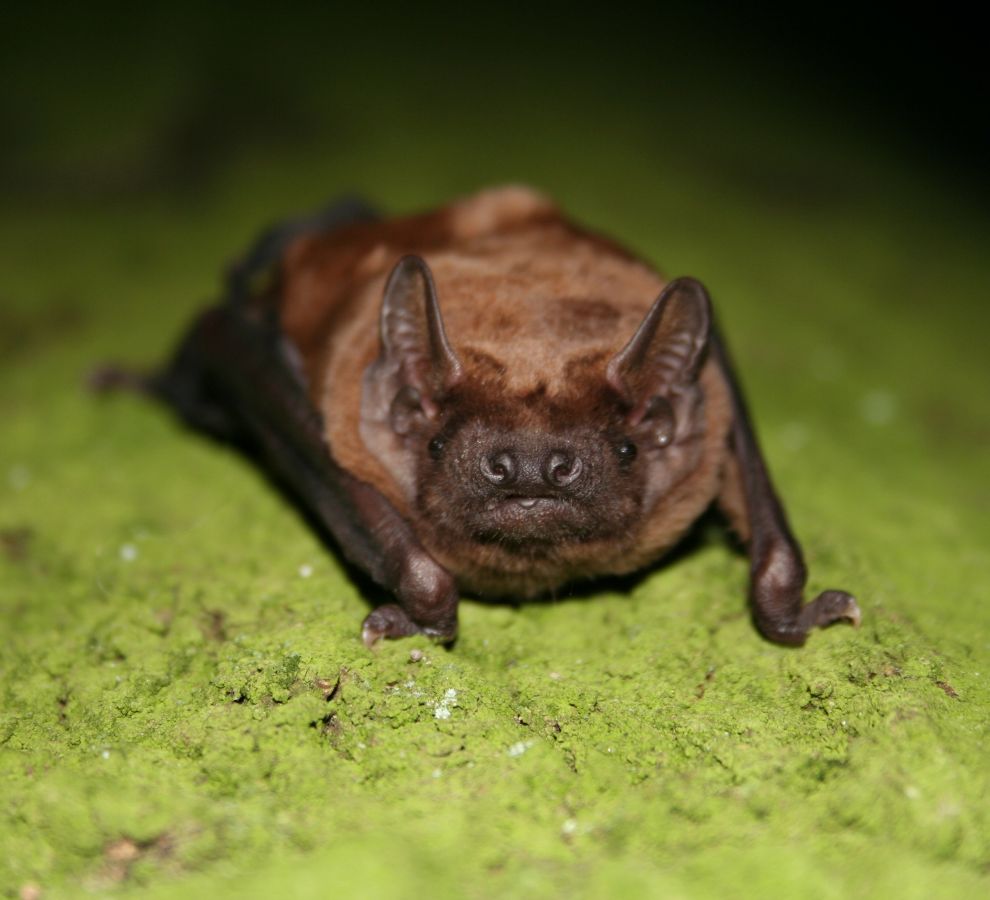 Rosse vleermuis (© Wesley Overman)