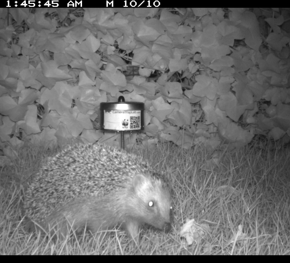 Egel bij wildcamera