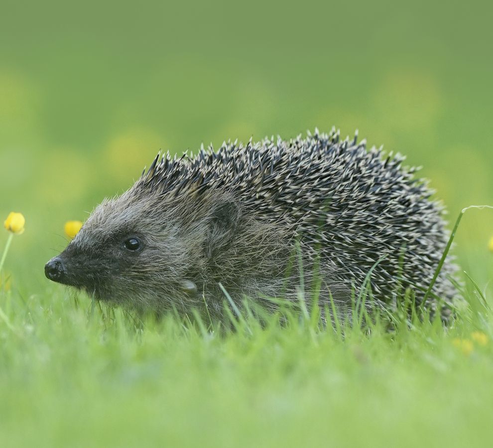Egel (Bron: Beverly Brouwer)
