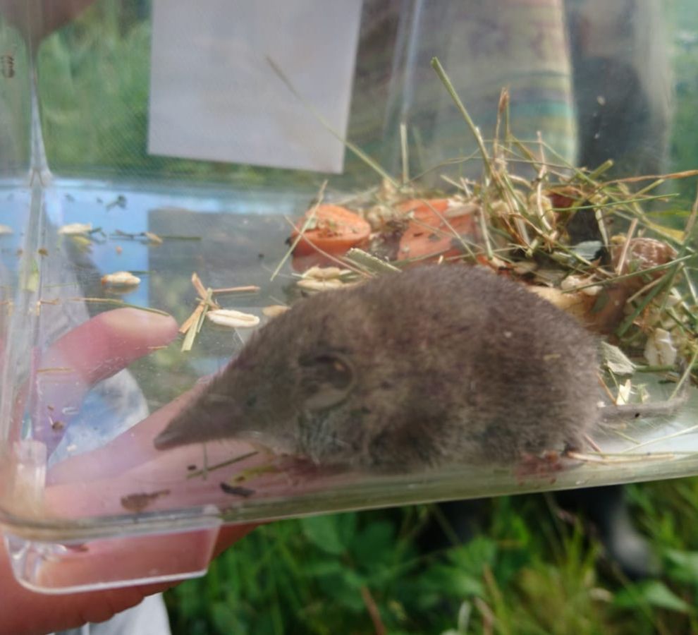 Spitsmuis (Bron: Dieuwertje Boonstra)