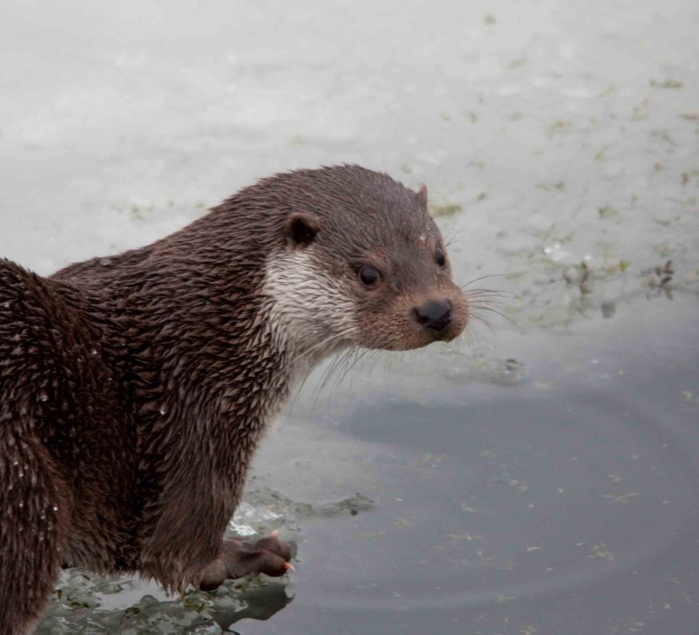 Otter (Bron: Richard Witte)