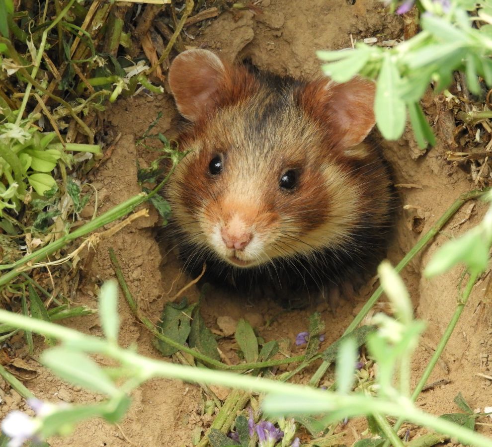 Hamster