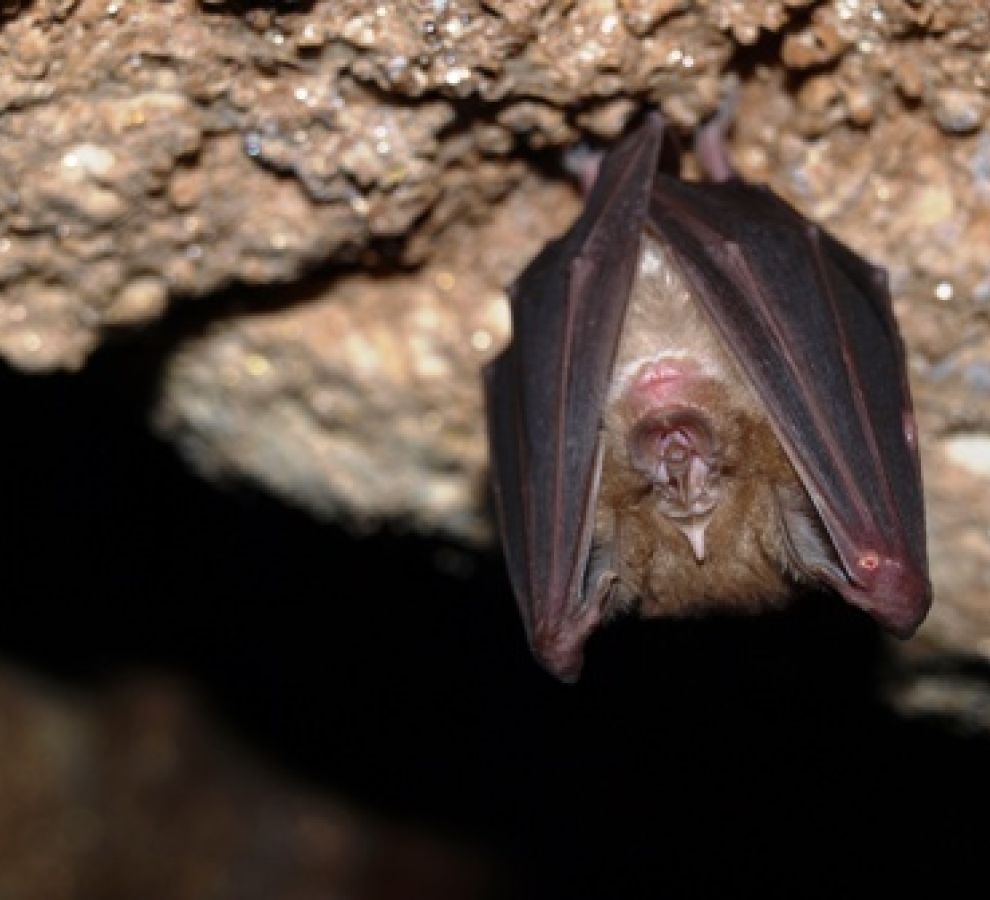 grote hoefijzerneus