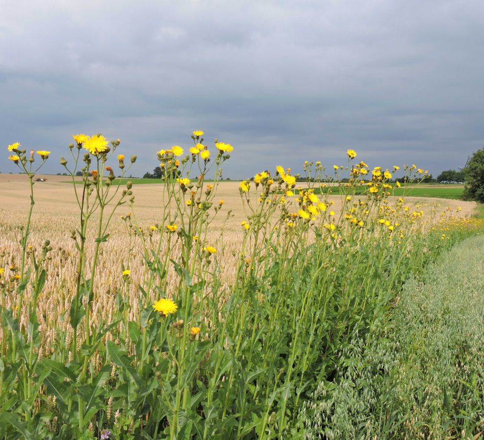 Meer kleur maakt het agrarisch landschap aantrekkelijk (Bron: Gerard Müskens)