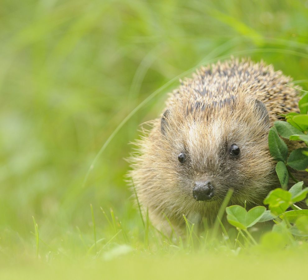 Egel (© Bendiks Westerink)