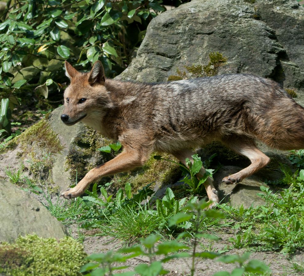 Goudjakhals
