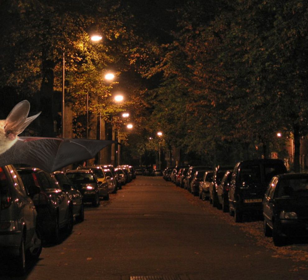 Urban Bats Meeting 2020