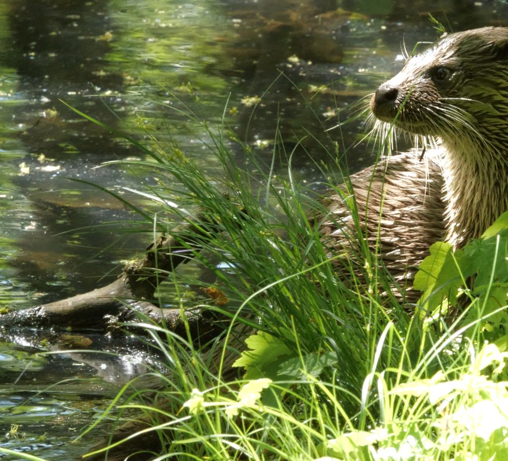 EENMALIG GEBRUIK Otter uit film van Hilco Jansma