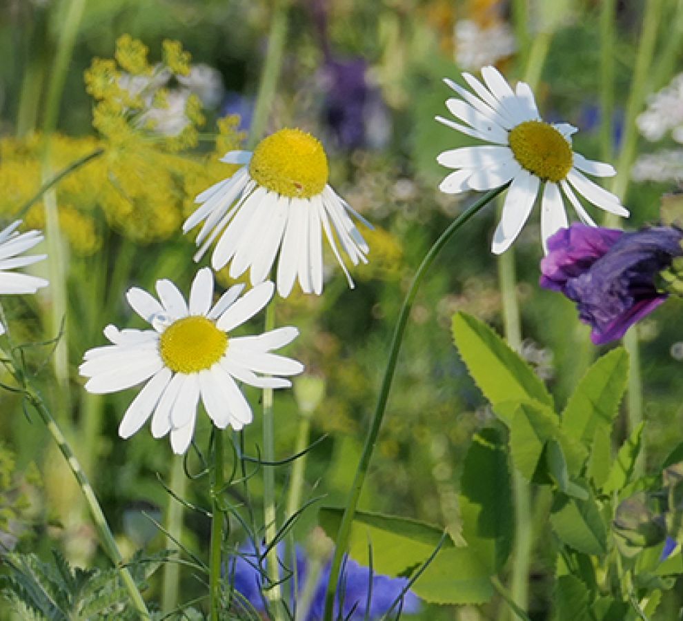Inheemse bloiemen lokken insecten
