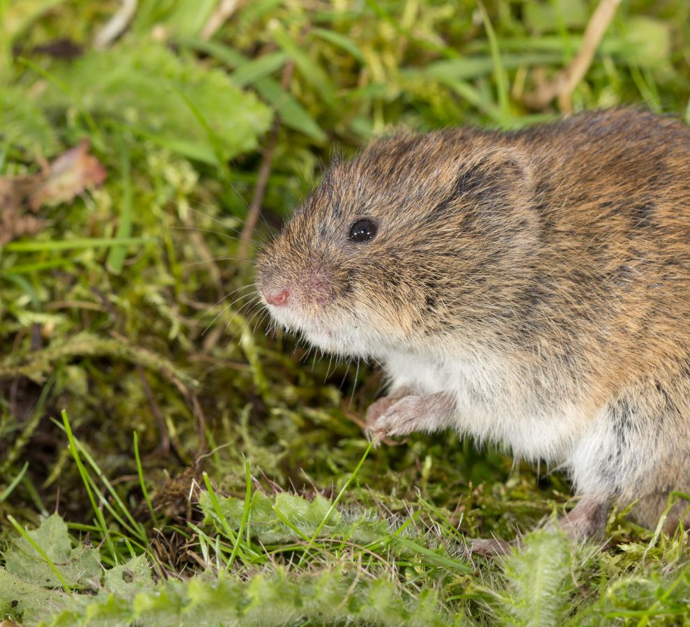 Noordse woelmuis (bron: Wesley Overman)