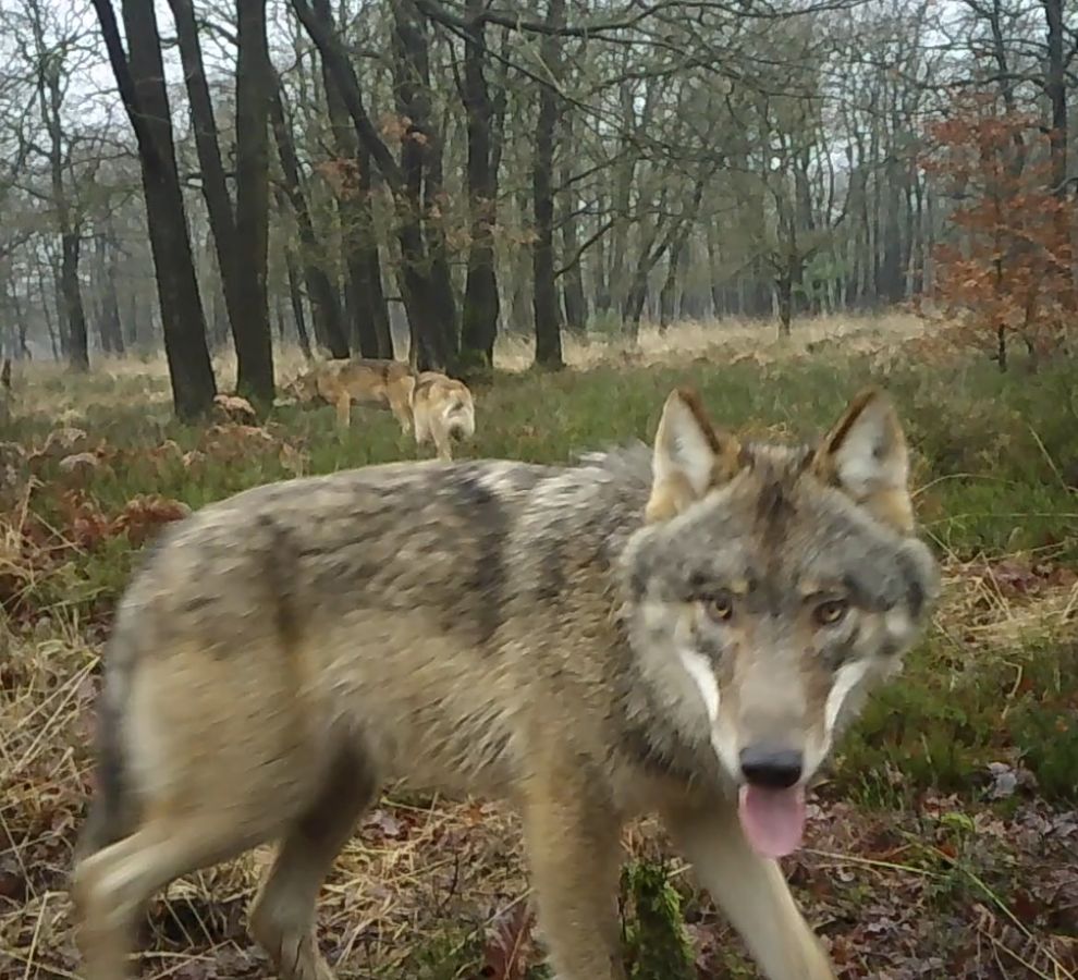 Wolvenfamilie op de Noord Veluwe