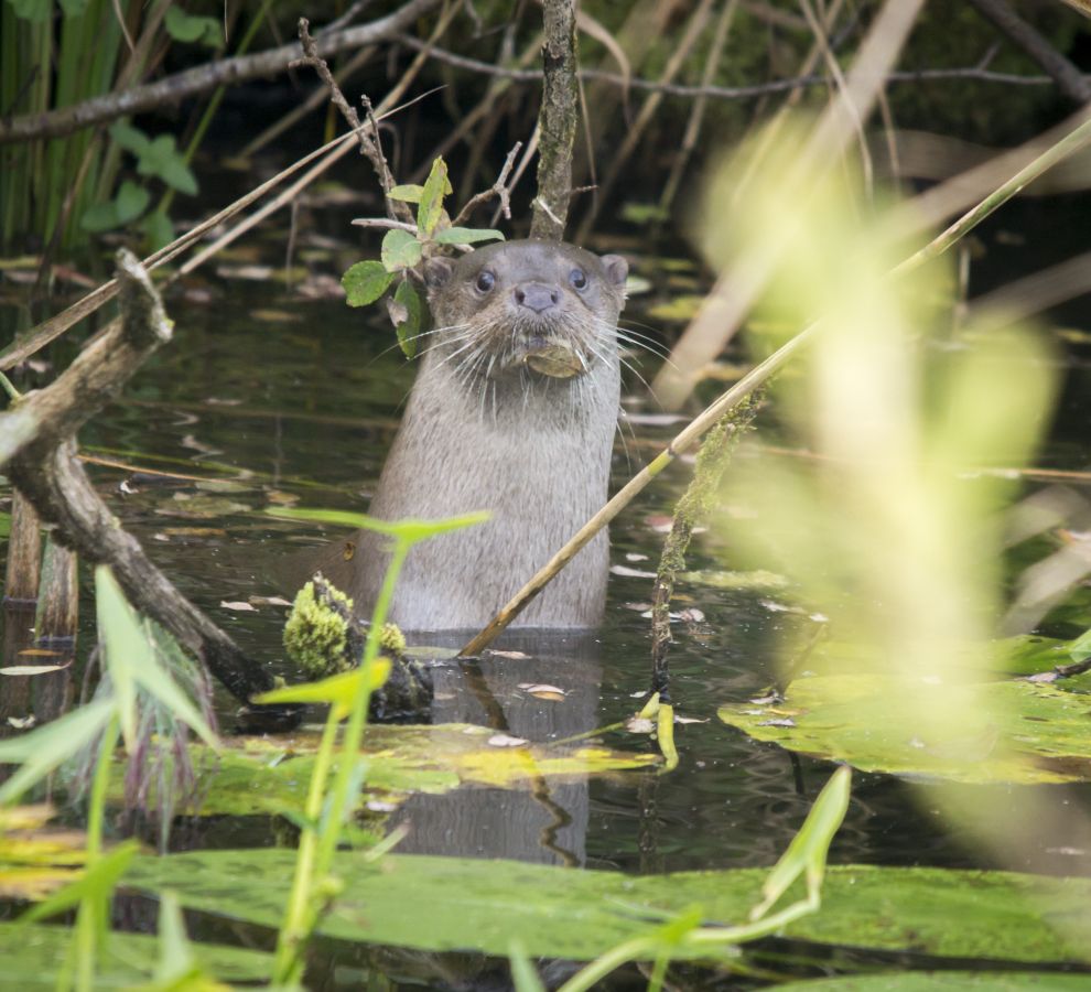 Otter (Johann Prescher)