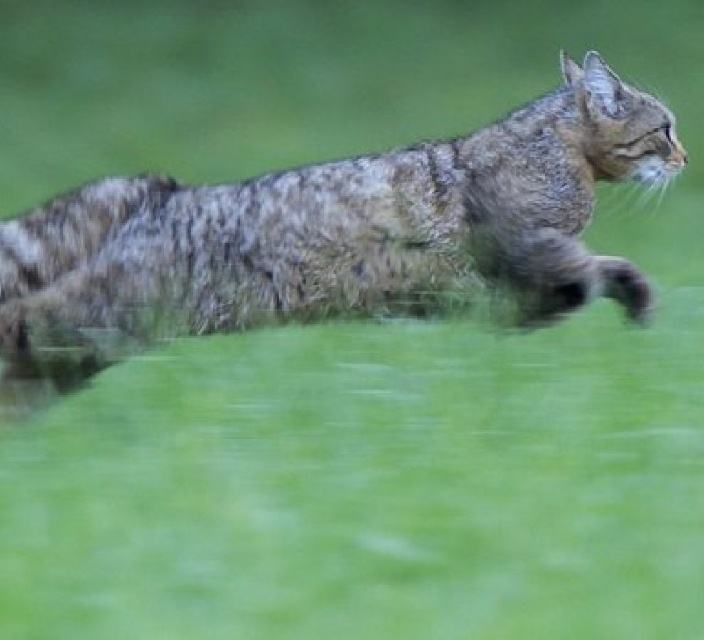 Wilde kat