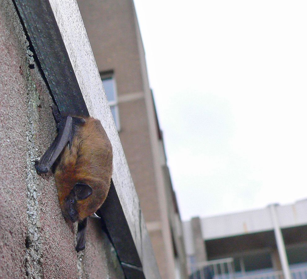 Gewone dwergvleermuis in de stad