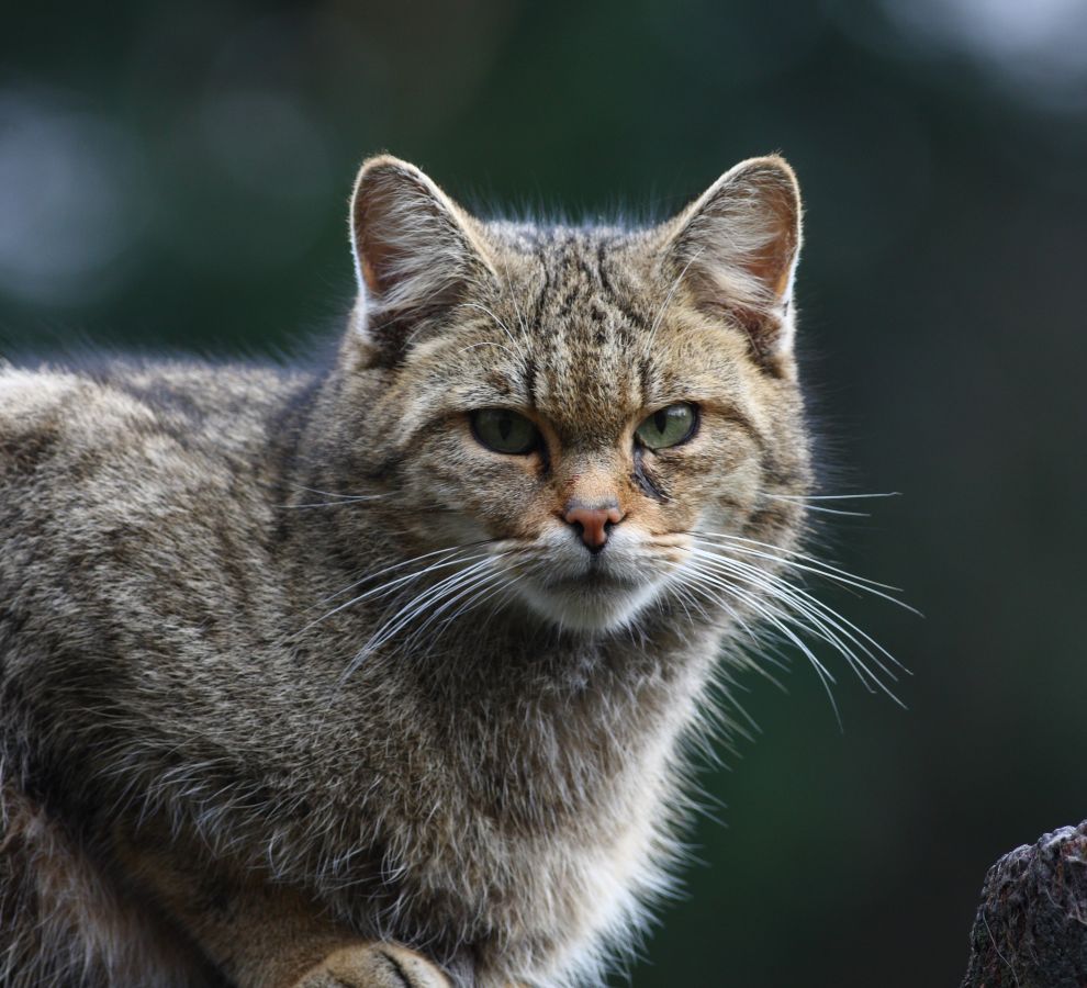 Wilde kat
