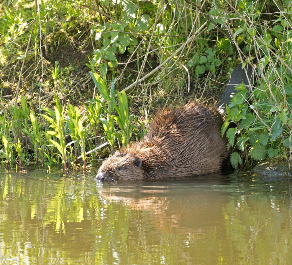 Berkelbever