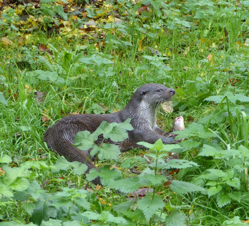 Europese otter in Natuurpark Lelystad (Bron: Elzes Dierenwereld)