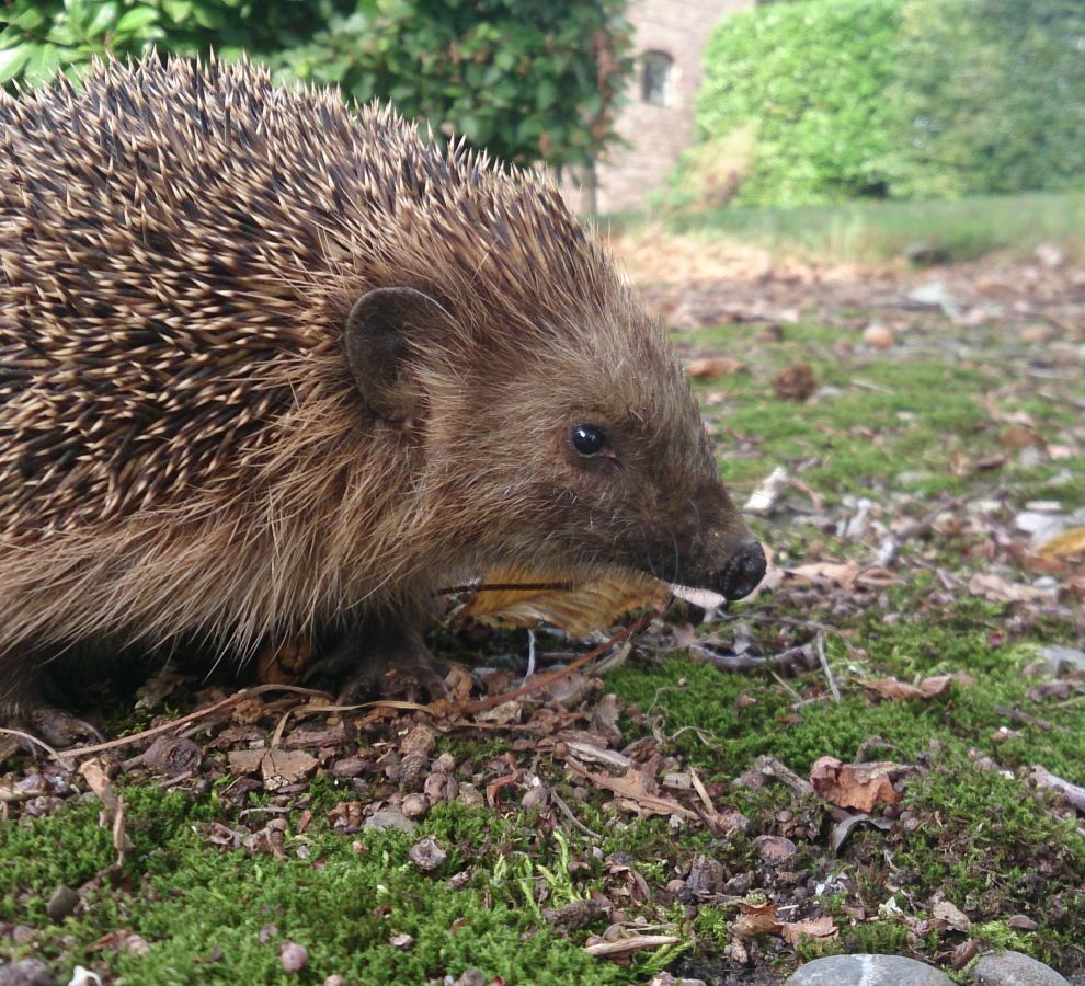 egel