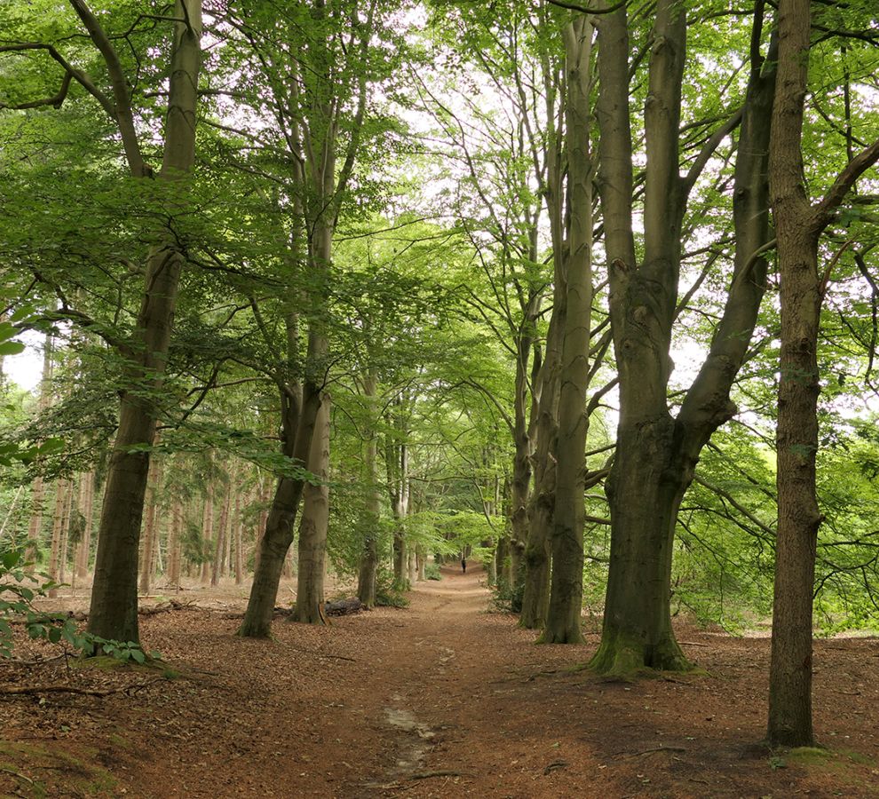 Laan in de Kaapse Bossen