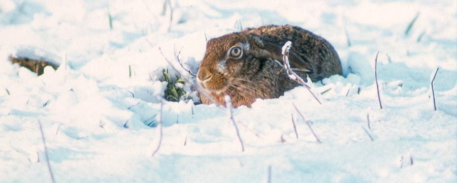 Haas in winters landschap
