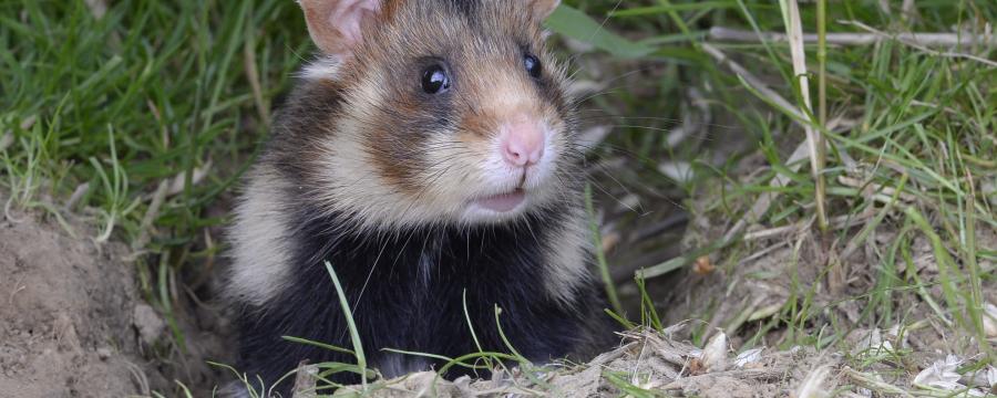 Hamster (foto: Henk van Harskamp)