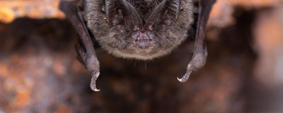 Mopsvleermuis (bron: Joris Verhees)