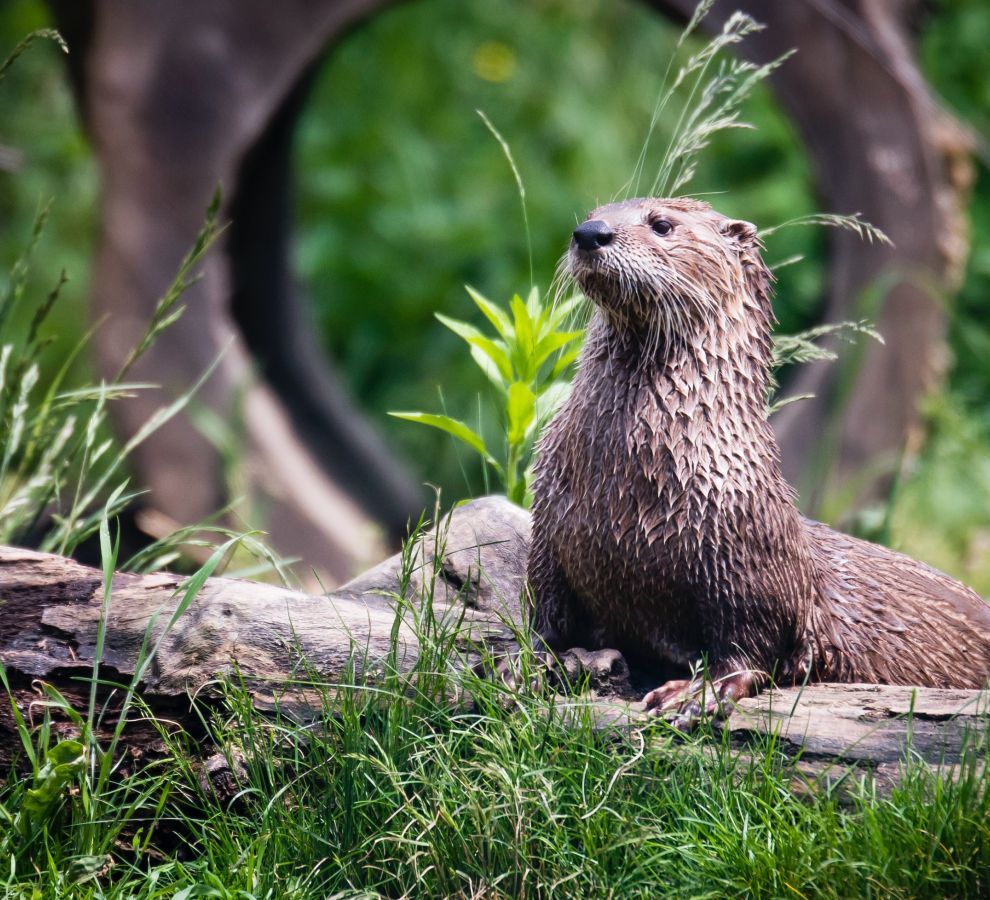 Otter