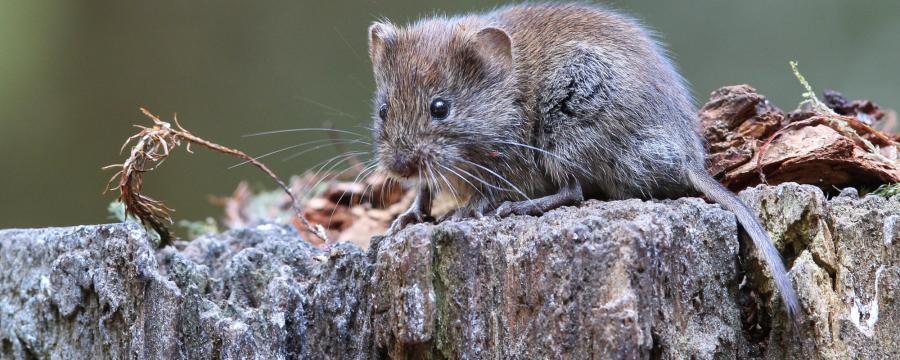 Rosse woelmuis