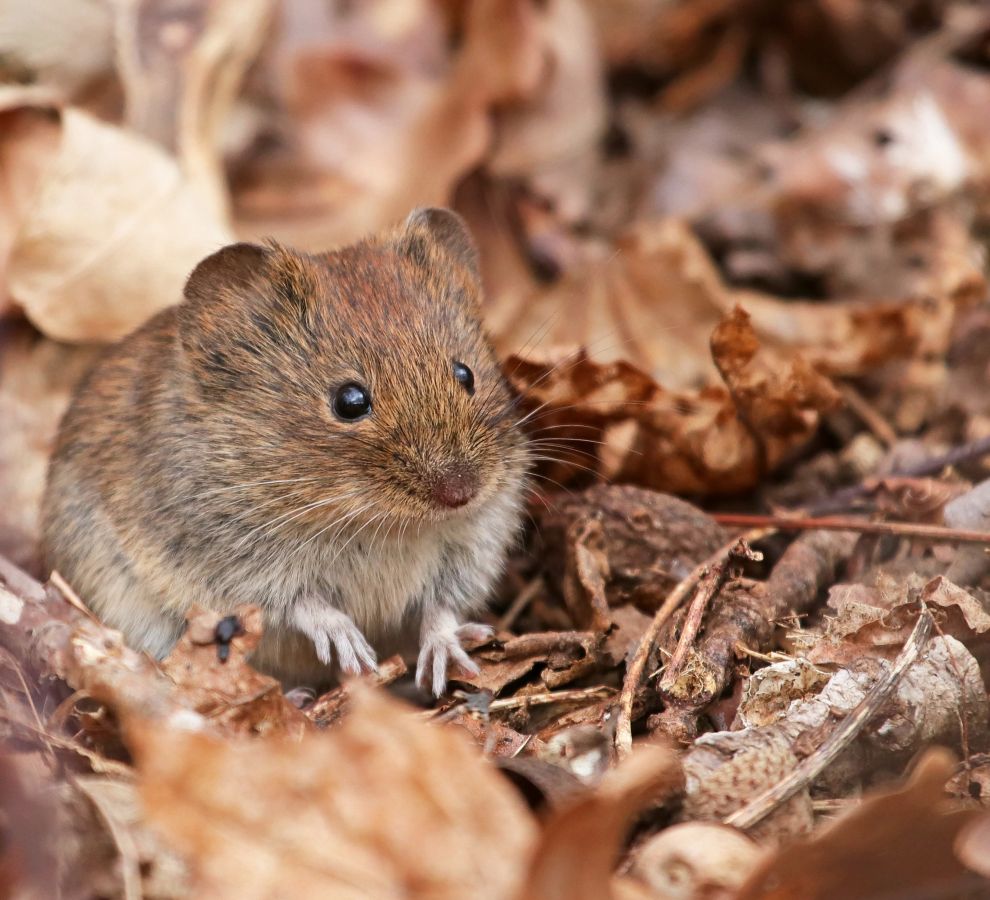Rosse woelmuis (bron: Jan-Freerk Kloen)