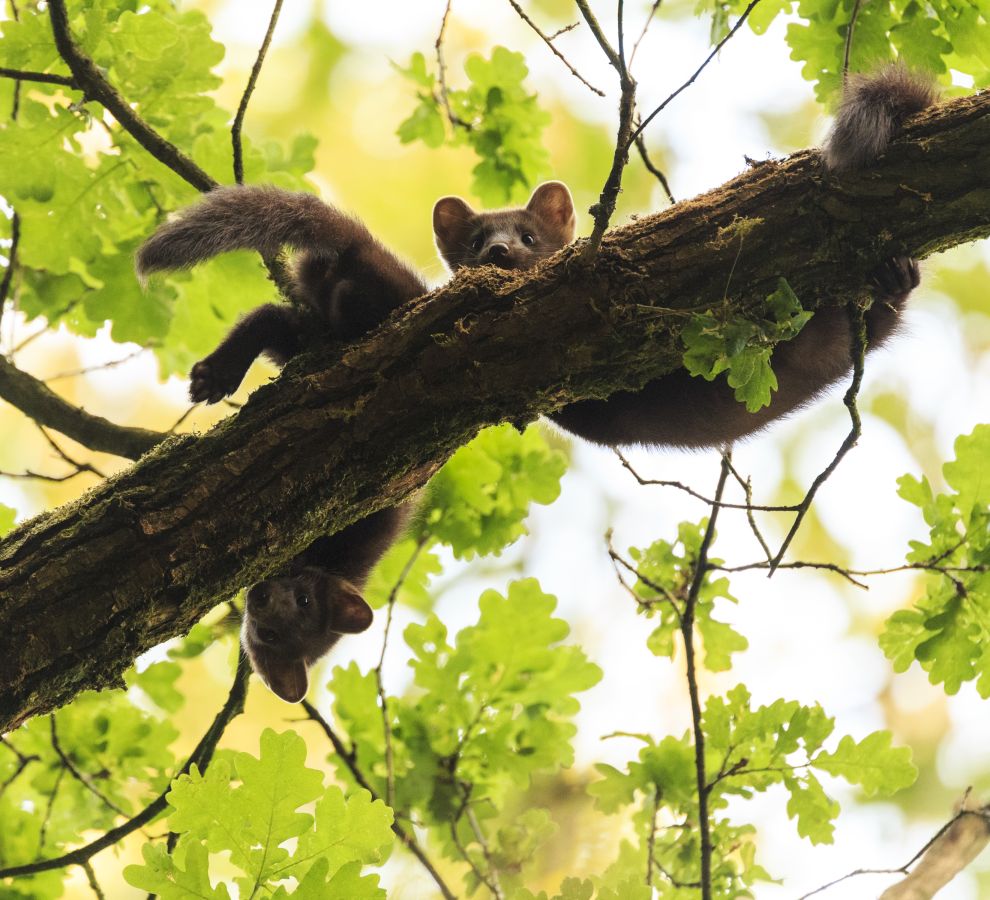 Twee jonge boommarters in een eik (bron: Jelmer Reyntjes)