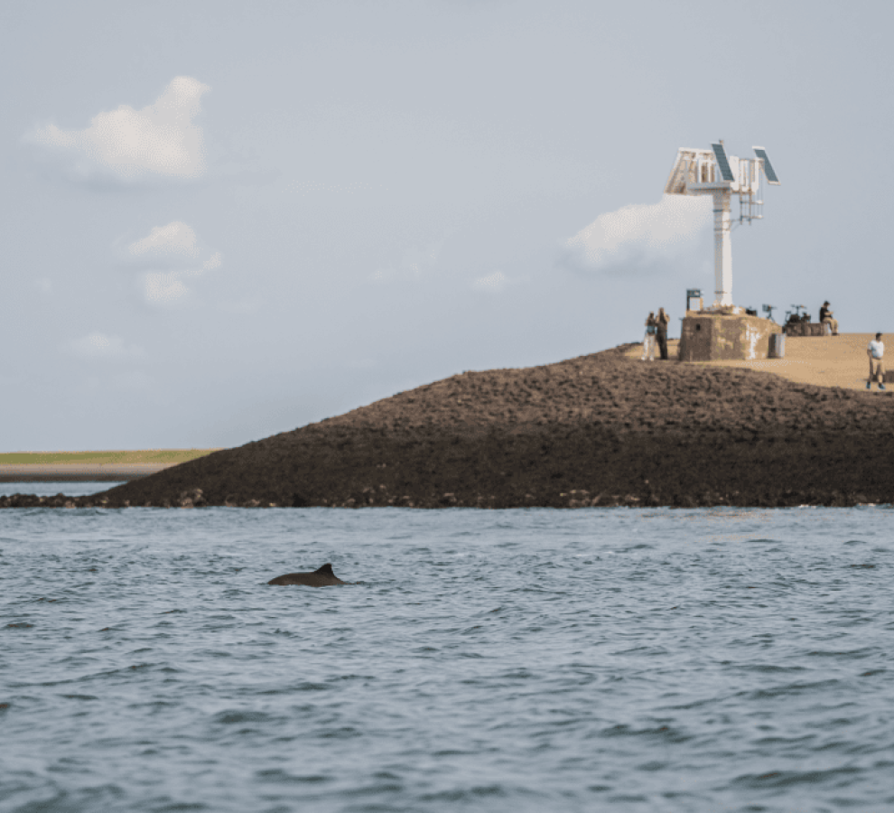 Bruinvisspotters bij het Havenhoofd van Zierikzee (bron: Rick den Biggelaar)