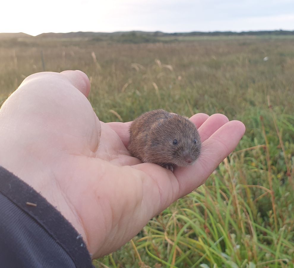 Noordse woelmuis gevangen tijdens onderzoek (bron: Sil Westra)