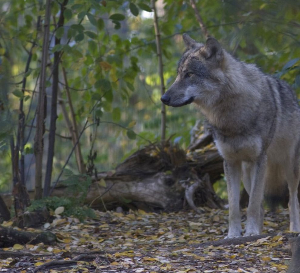 Wolf