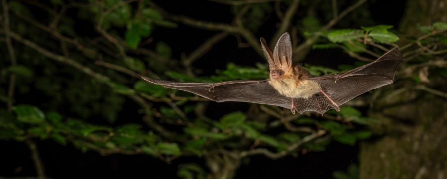 Gewone grootoorvleermuis (bron: Johann Prescher)