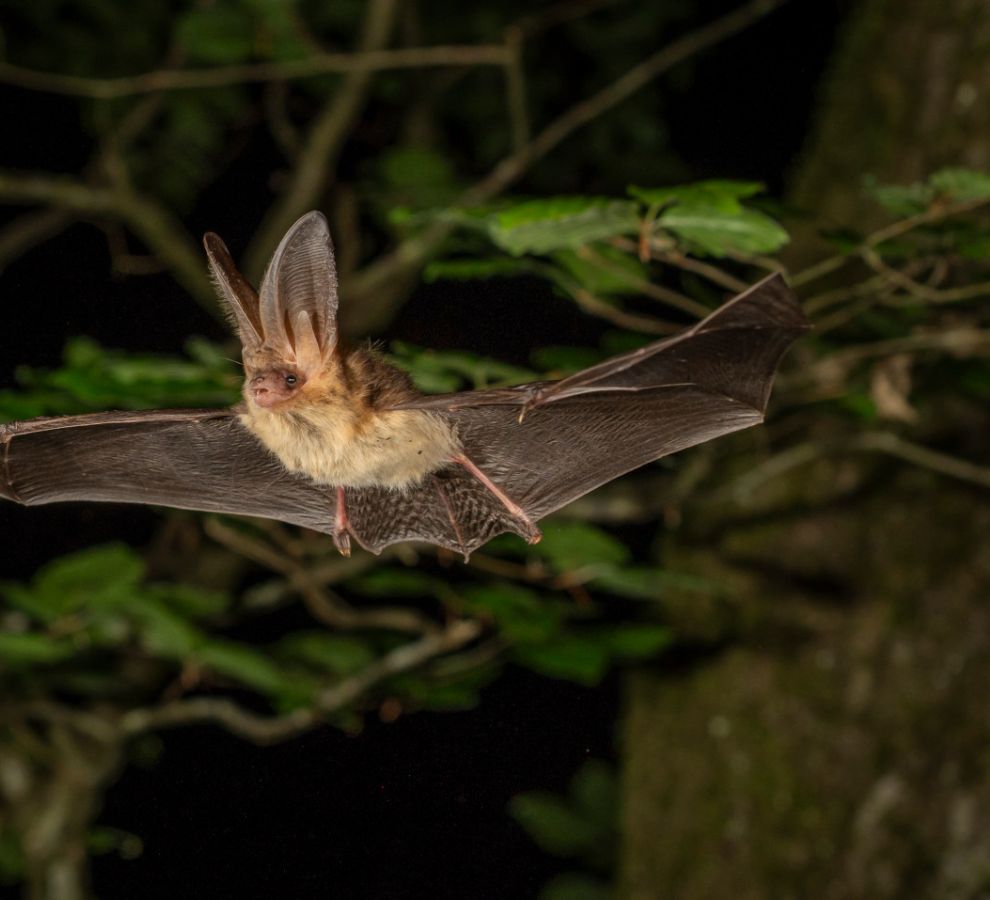 Gewone grootoorvleermuis (bron: Johann Prescher)