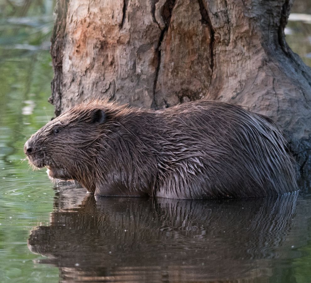 Bever (bron: Edwin Giesbers)