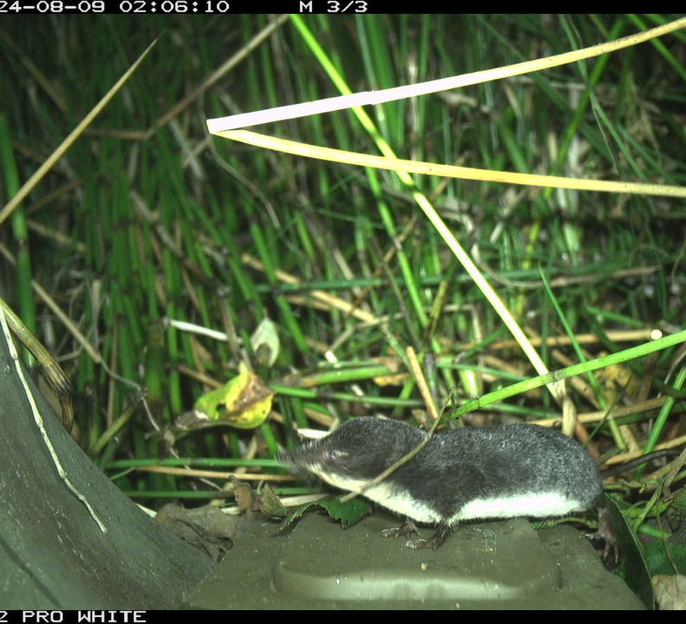 Waterspitsmuis in een Struikrover® (bron: Matthijs Smaal)