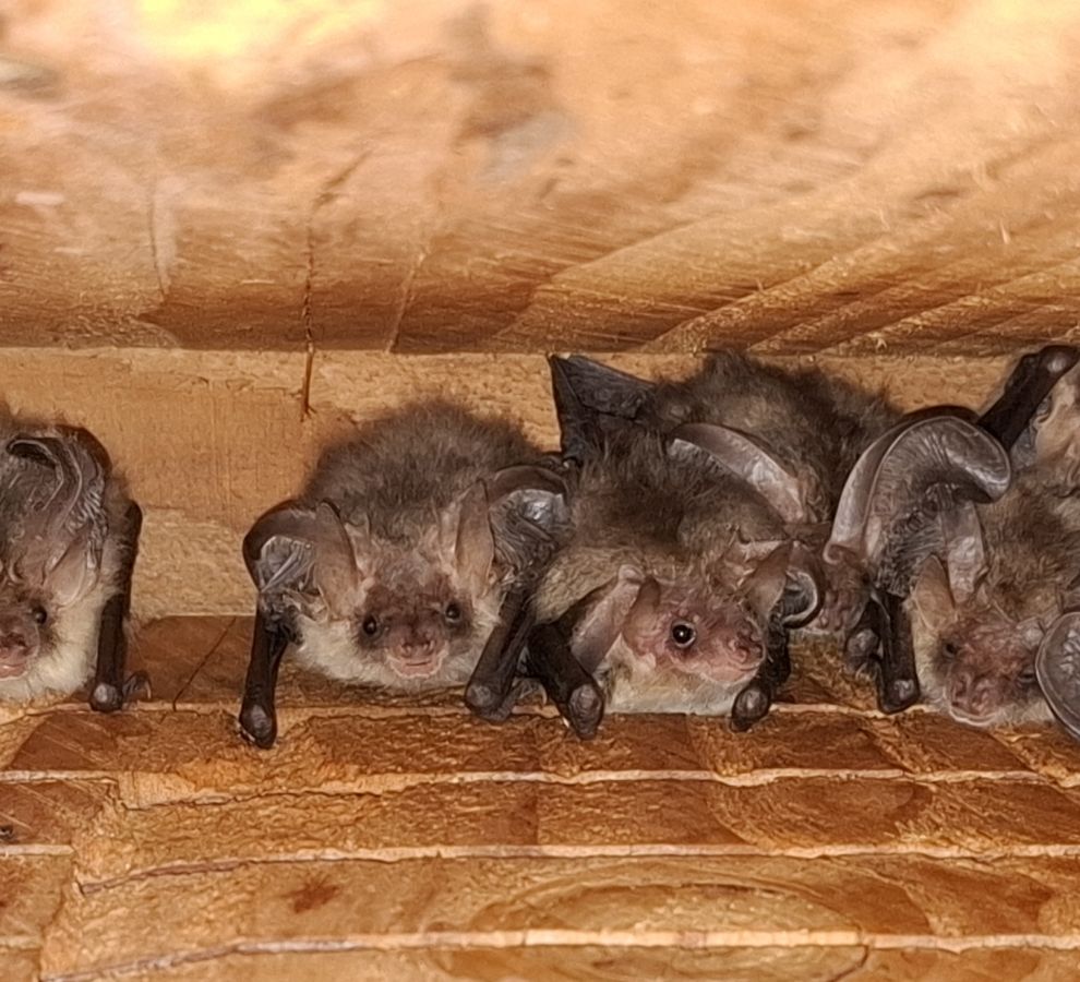 Grootoorvleermuizen in kast (bron: Jan Boshamer)