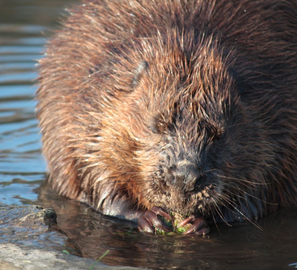 Bever (© Maaike Plomp)