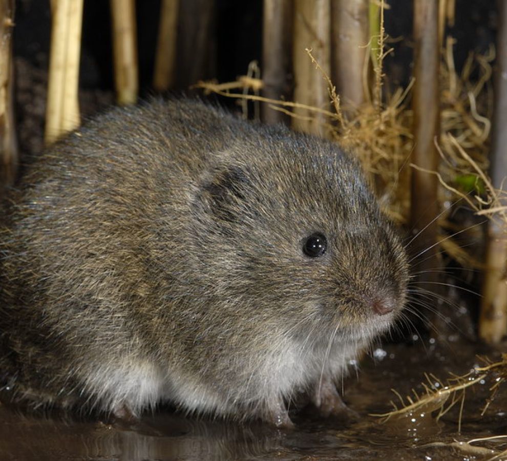 Noordse woelmuis (© Paul van Hoof)