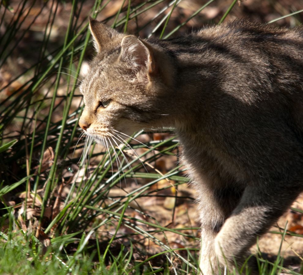 Wilde kat (© Richard Witte)