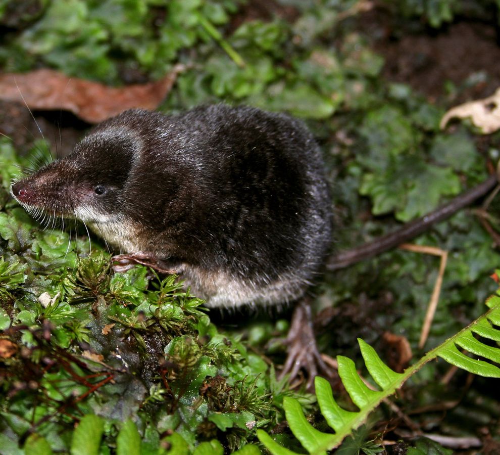Waterspitsmuis (© Wesley Overman)