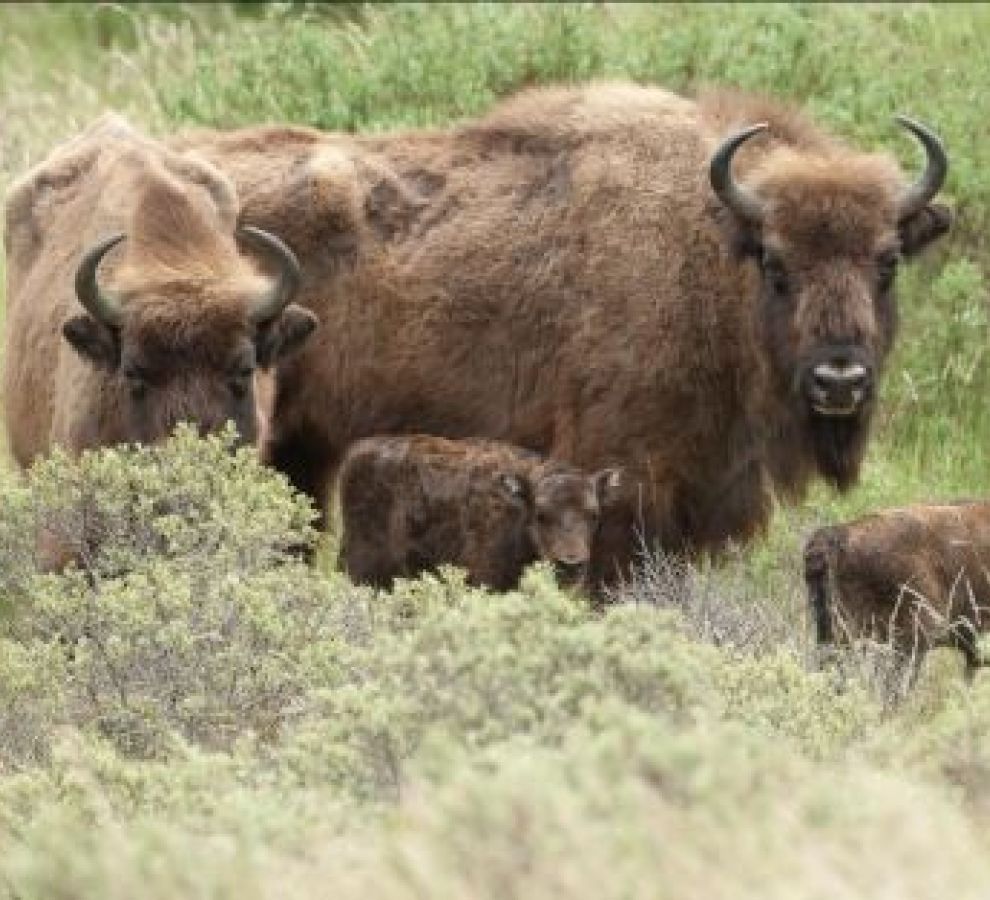 Wisent (© Ruud Maaskant - PWN)